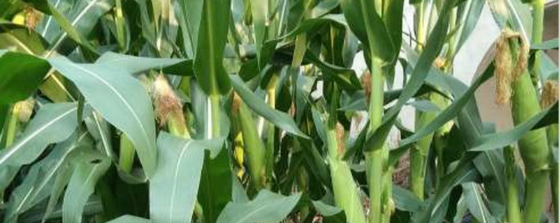 玉米种植时间和方法