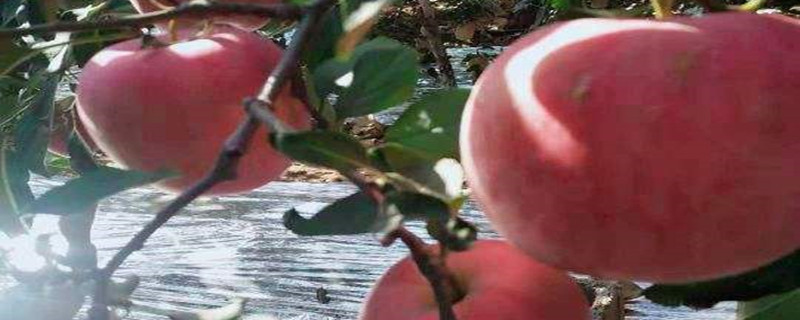 洛川苹果几月份成熟