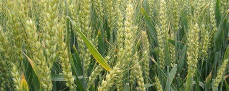小麦最佳播种期（小麦最佳播种期是什么时候?温度多少?播多少量?）