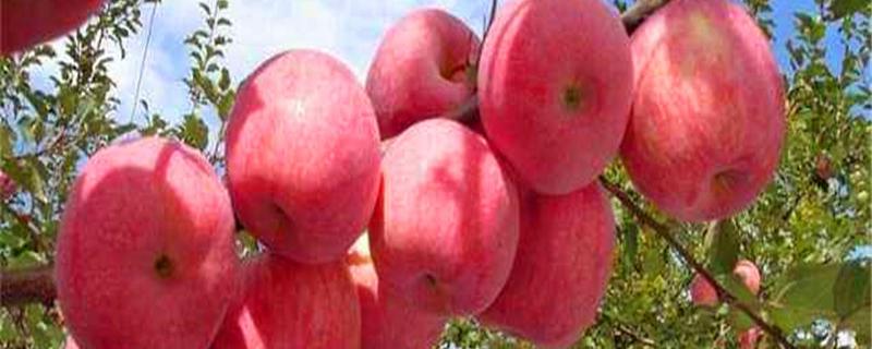 柱状苹果树栽培技术，附种植要点（苹果密植栽培常用的树形）