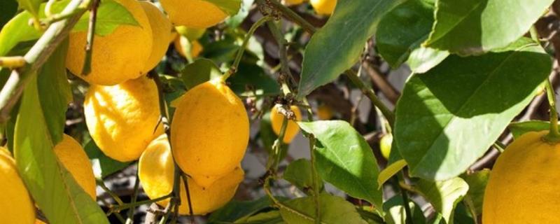 柠檬苗的种植方法，这四点很关键 柠檬怎么种植方法如下