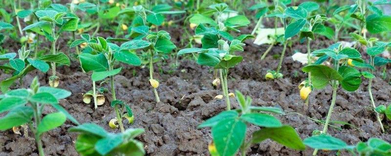 黄豆的种植方法，有哪些要点 黄豆种植方法和注意事项