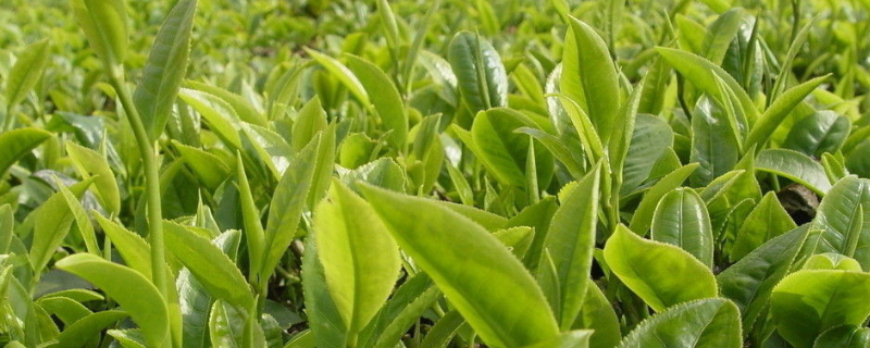 贵州山区茶树栽培技术，有五个方面 贵州省种植茶叶的优势自然条件