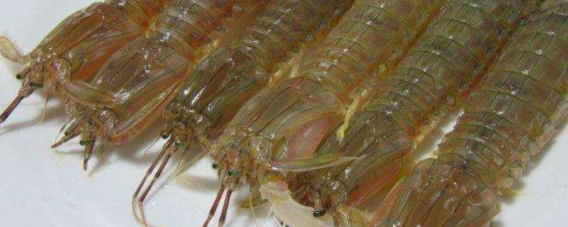 死了的皮皮虾还能吃吗，皮皮虾不能和什么同食