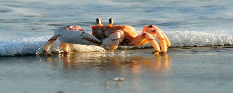 海蟹是寒性食物吗，海蟹的日常管理和分布