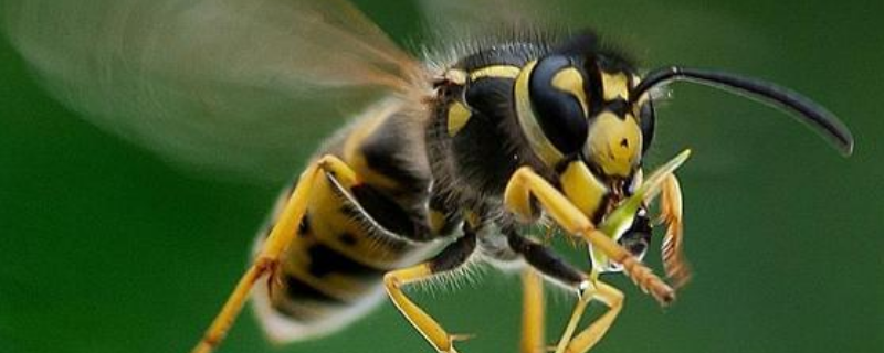 黄蜂如何过冬，遇到黄蜂怎么办 黄蜂怎样过冬