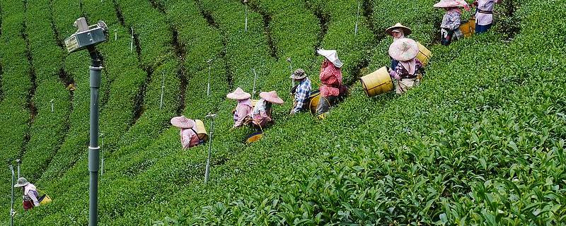 阿里山茶叶是一种什么茶，附阿里山茶叶的价值