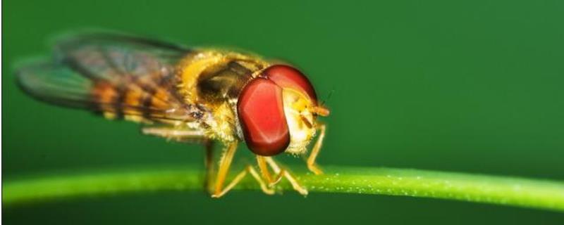赤眼蜂，附生活习性及代表物种 赤眼蜂分布