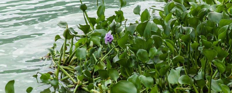 水浮莲的危害，水浮莲的作用 水浮莲的营养价值
