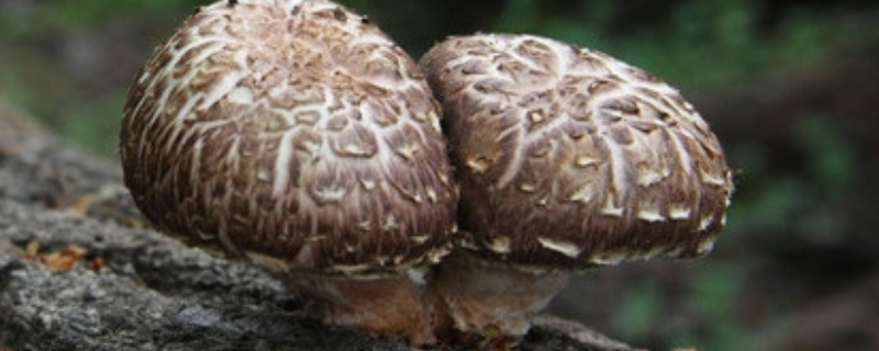 椴木香菇栽培技术，附病虫害防治 椴木香菇的栽培技术
