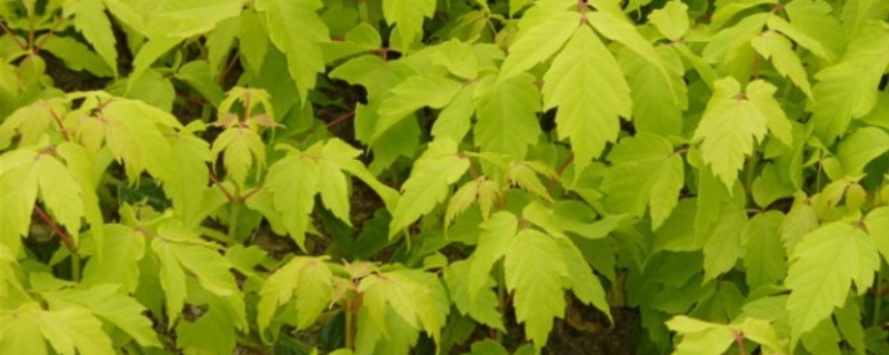 金叶复叶槭的苗木价格，附种植技术（金色复叶槭的价格）
