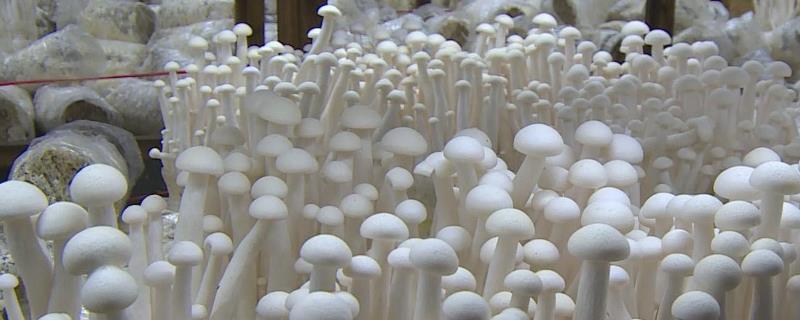 海鲜菇栽培技术，附酸碱度要求（海鲜菇种植方法效益如何）