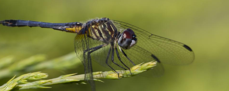 蜻蜓的繁殖方式，蜻蜓为什么点水 蜻蜓点水是在为繁殖做准备吗