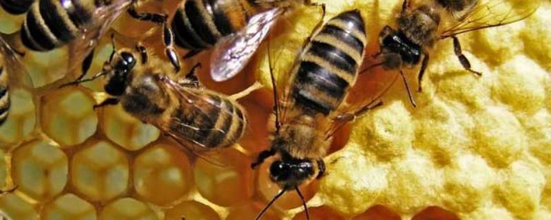 蜂毒，附外观形态和成分 蜂毒是怎么形成的