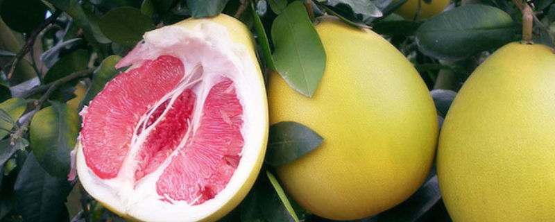 红心蜜柚的成熟时间，有什么价值 红心蜜柚营养价值