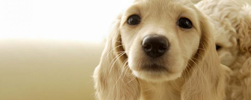 哪些品种的狗耳朵大，附其主要特征 狗耳朵大是什么品种