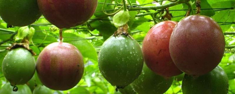 百香果的种植条件，百香果种植时间（百香果的种植及生长条件）