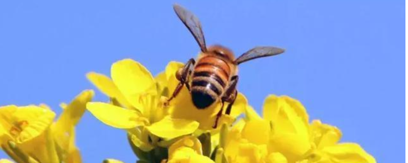 意大利蜜蜂，附地理分布 意大利蜜蜂百科