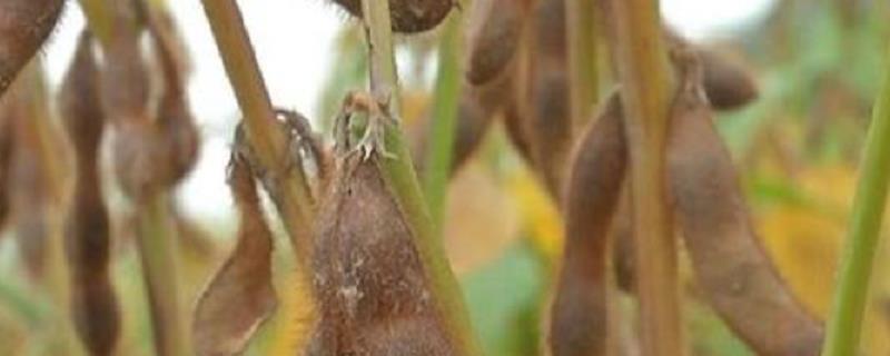 黄豆的种植技术，肥种分开（黄豆的种植与管理技术）