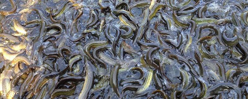 泥鳅的养殖前景，泥鳅的养殖优势 泥鳅养殖前景和现状