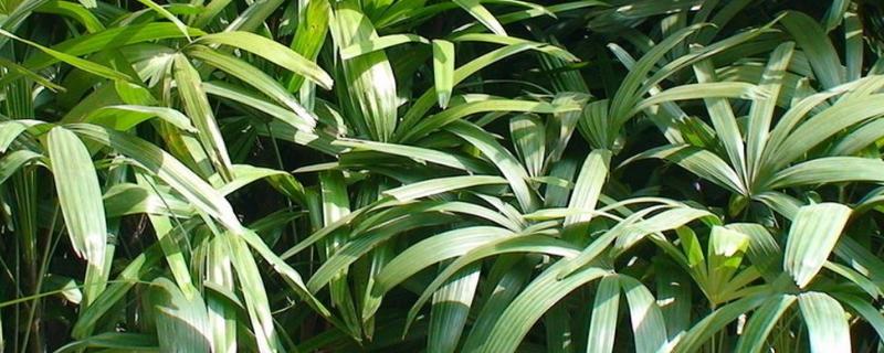 棕竹种子价格，附种植方法 棕竹种子图片