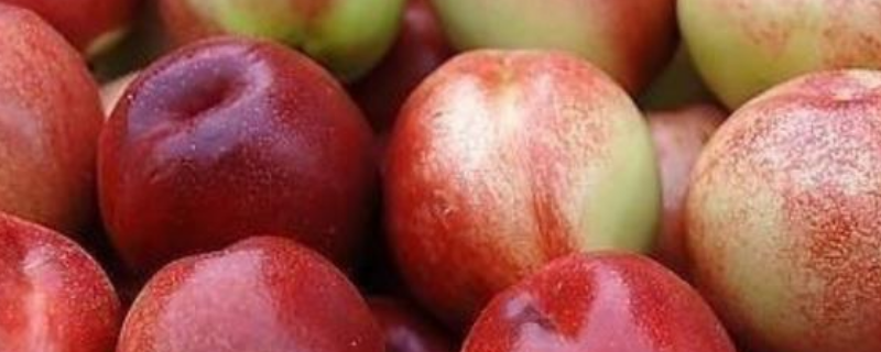 油桃的挑选方法，油桃是什么挑 油桃子怎么挑