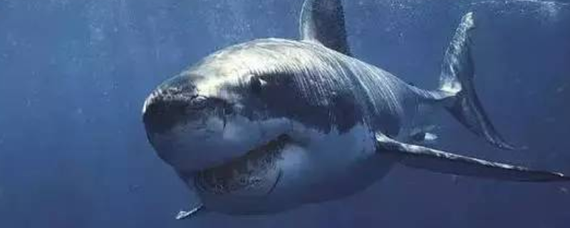 格陵兰鲨有什么天敌，寿命有多长（最长寿的格陵兰鲨鱼）
