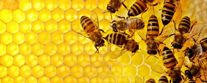 工蜂，是什么（工蜂是什么性别的）