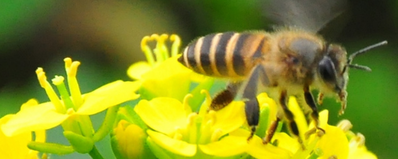 蜜蜂孢子虫病，附预防措施 蜜蜂的病虫害防治