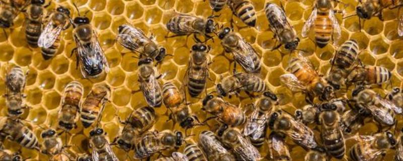 蜜蜂马氏管变形虫病 蜜蜂马氏管变形虫病有效药物