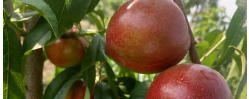 中油27号油桃品种介绍，附栽种要点 中油27号油桃品种介绍及图片