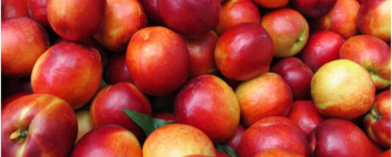 油桃栽培技术，注意进行病虫害防治 油桃病虫害综合防治