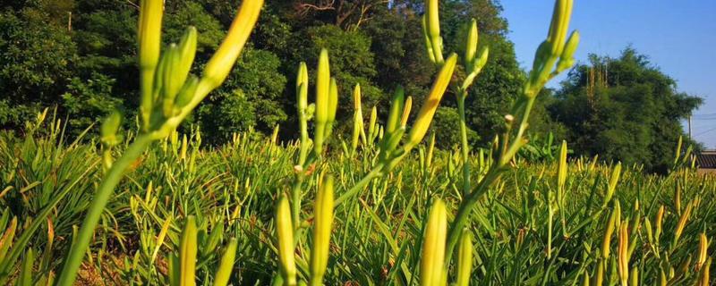 金针菜又叫什么，附其种植时间 金针菜属于植物的哪个部位