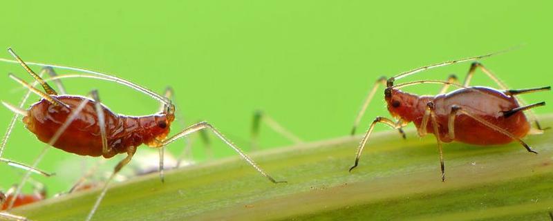 蚜虫的天敌有哪些 蚜虫的天敌有哪些昆虫