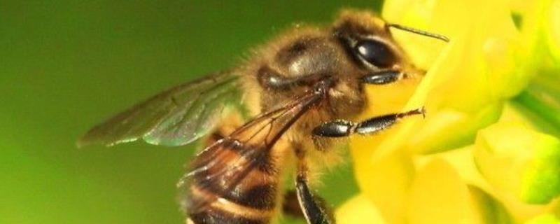 蜜蜂多久出一批工蜂 蜜蜂多少天出一批蜂蜜