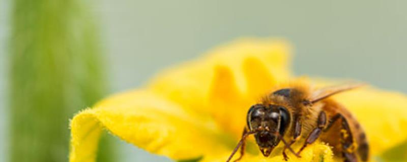 蜂毒是怎么获取的，附取毒方法 蜂毒怎么收集