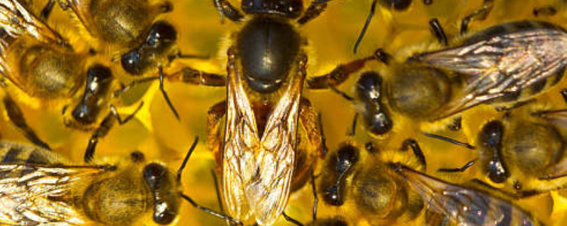 工蜂产的王台是蜂王吗，附性别 蜜蜂群中蜂王和工蜂都是什么性别