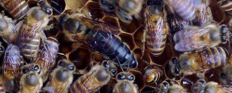 急造王台蜂王能繁殖吗，附质量论述 王台出来的蜂王不给它出笼,它可以产卵不