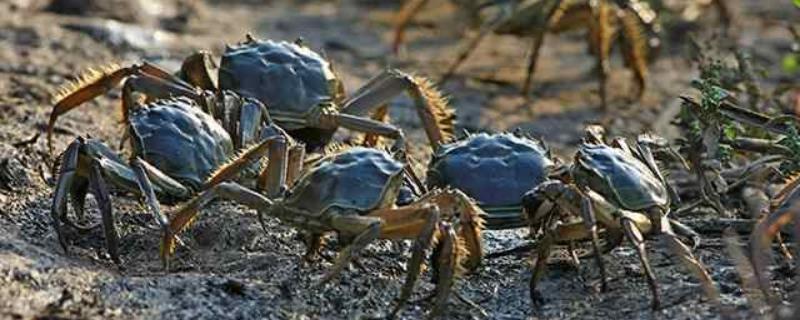 河蟹死了有毒吗，河蟹有哪些品种 河蟹死的有毒吗