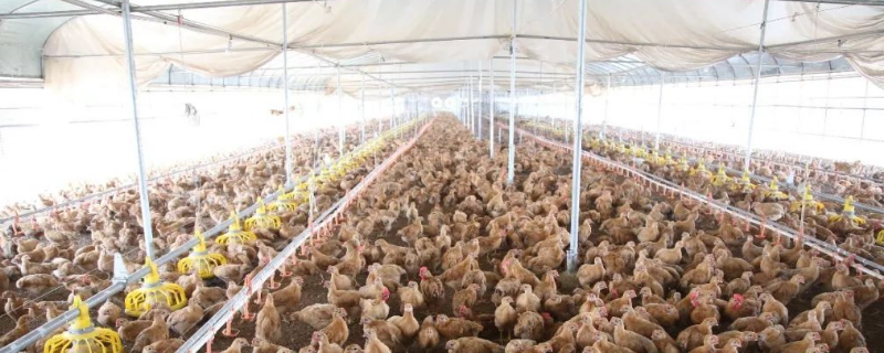 肉鸡养殖大棚建设方法，有什么优势 大棚养鸡的技术和方法
