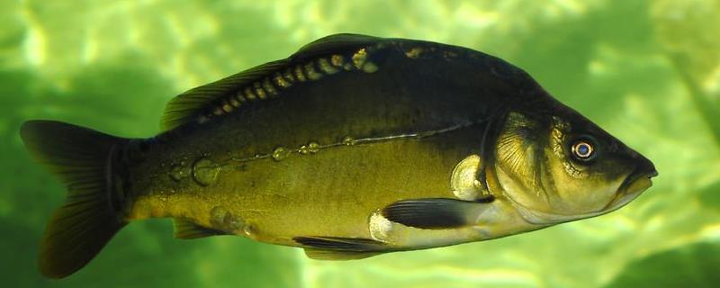 地中海镜子鱼为什么叫镜子鱼（镜鱼是什么鱼啊）