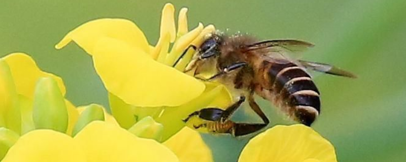 蜜蜂的寿命有多长，附论述 一般蜜蜂的寿命有多长