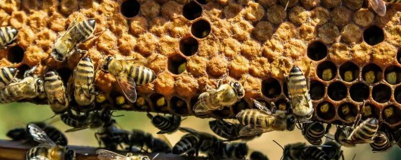 蜜蜂分家前有什么征兆，详细介绍 蜜蜂分家前的征兆