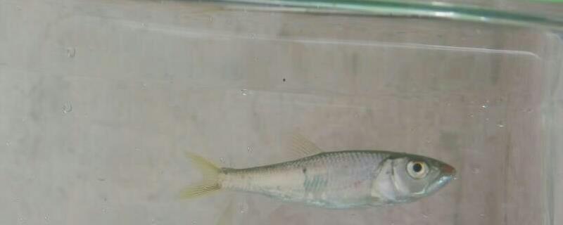 白条鱼的生活习性及特点，白条鱼是上层鱼类