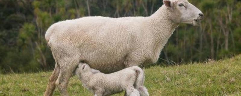 母羊缺乳的预防措施，附原因 母羊缺奶的原因