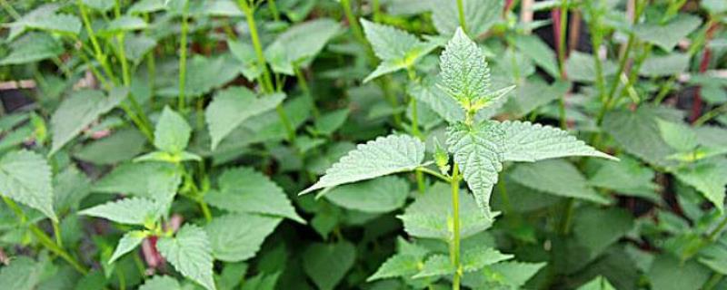 藿香什么时候开花，附地理分布（藿香生长季节）