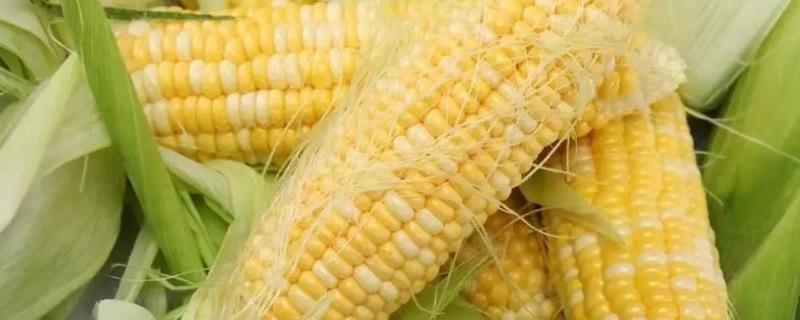 影响玉米收成的因素及处理措施，（影响玉米收成的因素及处理措施论文）