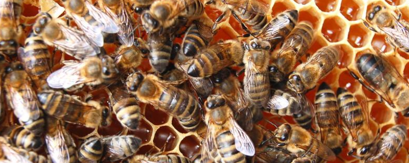 蜜蜂为什么会朝王，分蜂有哪些征兆 蜜蜂分蜂的前兆