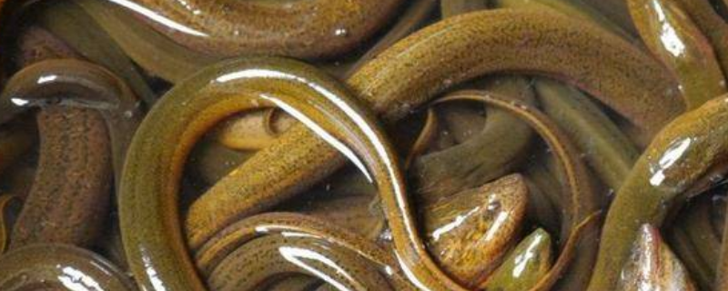 钓黄鳝用什么钩好 钓黄鳝用什么钩好看