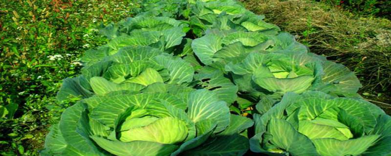 卷心菜的种植时间，与种植条件 卷心菜的生长条件